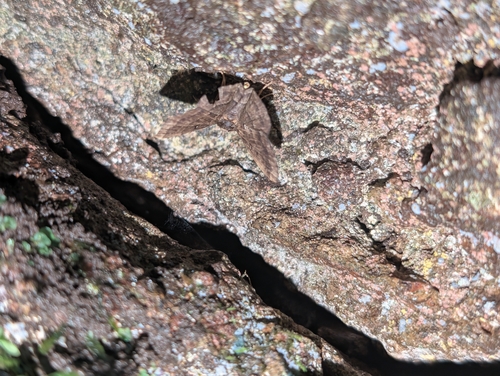 Polypogon, 2026-09-12