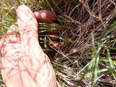 Agrostis stolonifera, photograph (c) Arnim Littek, some rights reserved (CC BY)