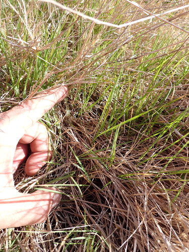 Agrostis stolonifera, photograph 5