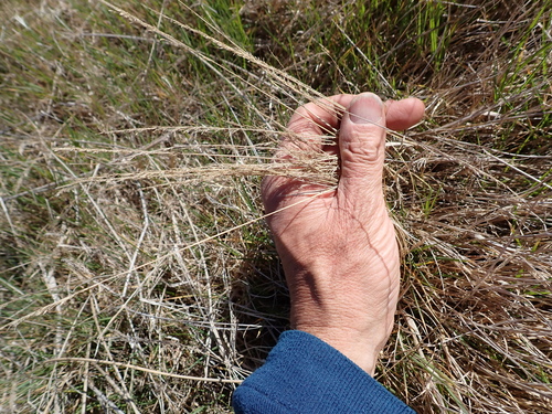 Agrostis stolonifera, photograph 1