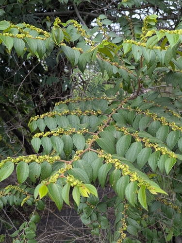 Ziziphus oenopolia, photograph 2