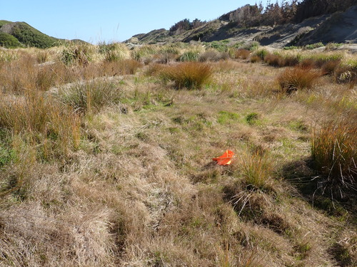 Agrostis stolonifera, photograph 2