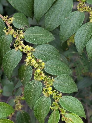Ziziphus oenopolia, photograph 4