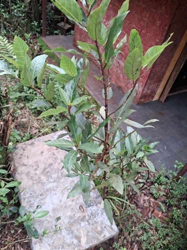 Cluster Fig
