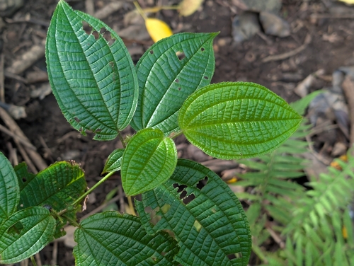 Miconia crenata, photograph 3