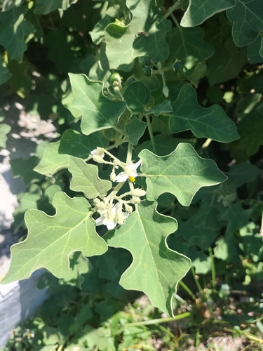Solanum violaceum, photograph 3