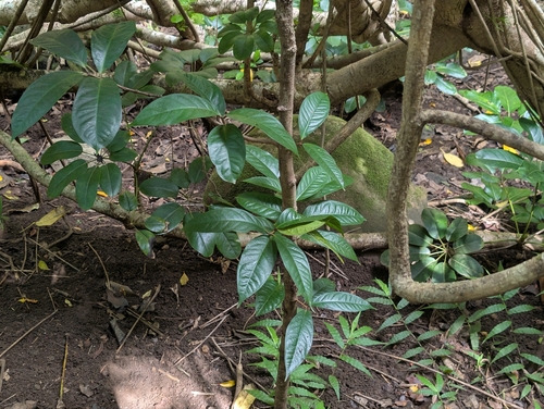 Syzygium, 2026-09-12