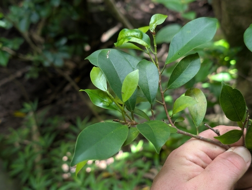 Ficus microcarpa observed 2026-09-12