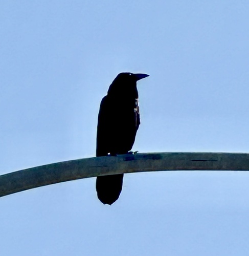 Common Raven