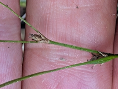 Carex remota, photograph author not stated, no rights reserved
