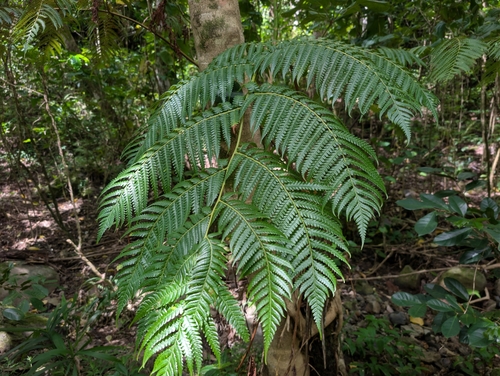 Cibotium chamissoi observed 2026-09-12