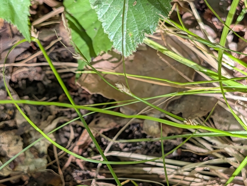 Carex remota, photograph 3