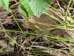 Carex remota, photograph author not stated, no rights reserved