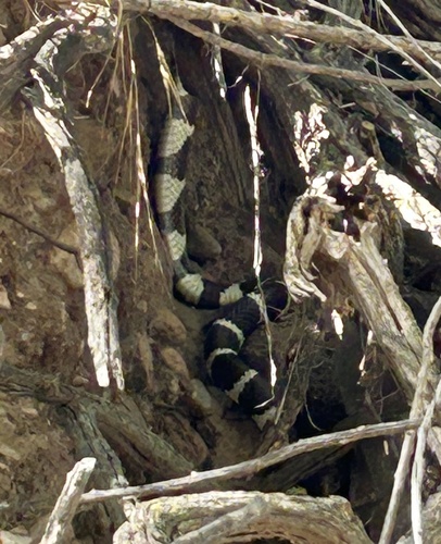 California King Snake
