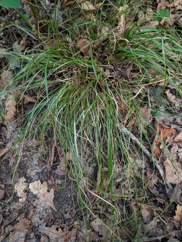 Carex remota, photograph 4