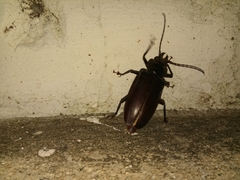 Stenodontes exsertus