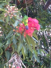 Corymbia ptychocarpa