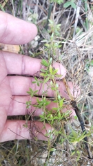 (c) Andrew Bazdyrev, some rights reserved (CC BY) Galium trifidum, photograph (c) Andrew Bazdyrev, some rights reserved (CC BY)