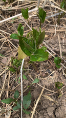 Vincetoxicum rossicum