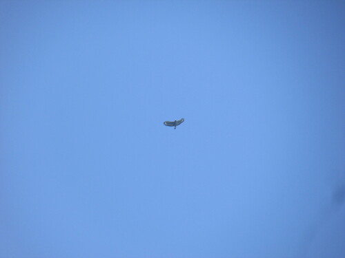 Javan Serpent-Eagle