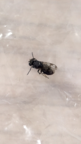 Discomyza maculipennis