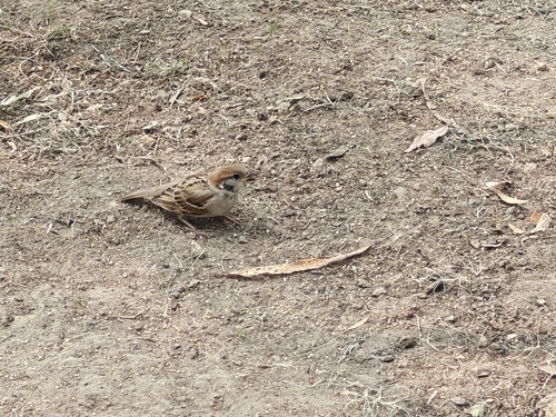 Eurasian Tree Sparrow
