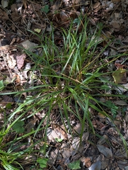 Carex sylvatica