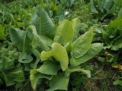 Ligularia macrophylla