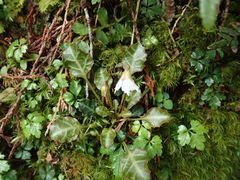 Shortia rotundifolia