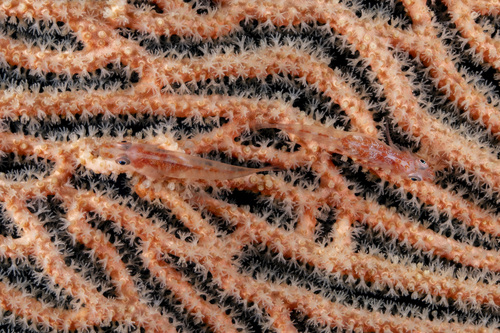 Annella observed 2026-09-02