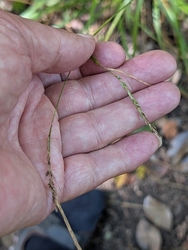 Carex sylvatica, photograph 2