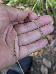 Carex sylvatica, photograph author not stated, no rights reserved