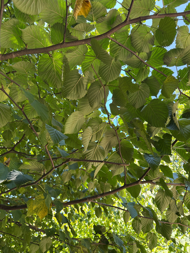 Dove tree