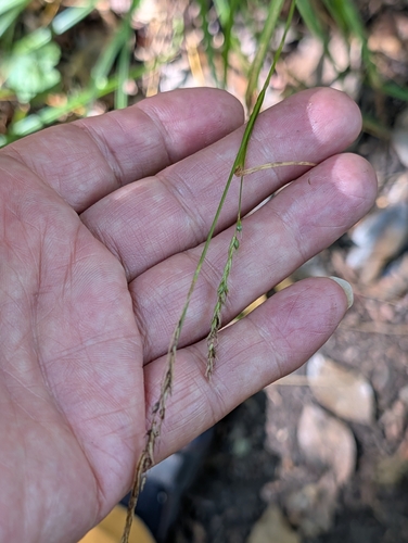 Carex sylvatica, photograph 3