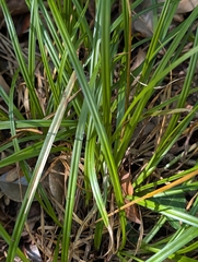 Carex sylvatica, photograph author not stated, no rights reserved