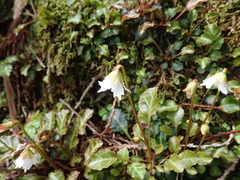 Shortia rotundifolia