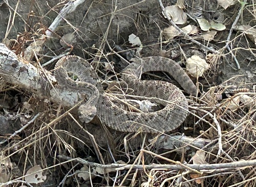Western Diamond-backed Rattlesnake