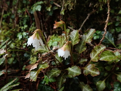 Shortia rotundifolia