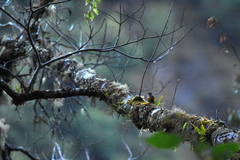 Muscicapa ferruginea