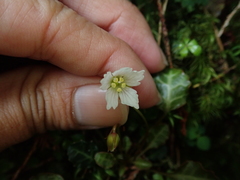Shortia rotundifolia