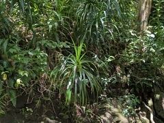 Freycinetia arborea, photograph author not stated, no rights reserved