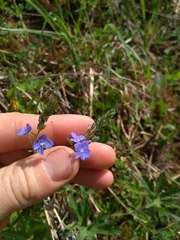 Veronica krylovii