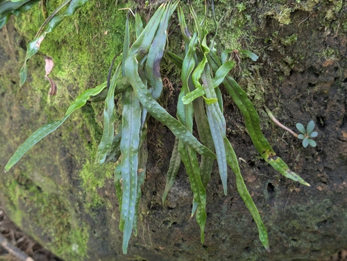 Lepisorus thunbergianus observed 2026-09-12