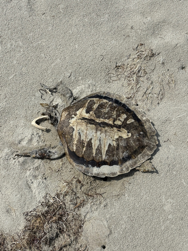 Kemp's Ridley Sea Turtle observed by rjustice