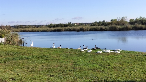 Mute Swan