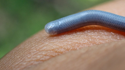 Serpentes, 2026-09-12