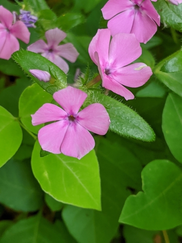 Hairy phlox (Phlox amoena)