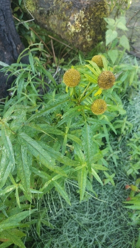 Bidens radiata, photograph 4