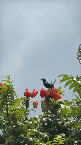 Great Myna