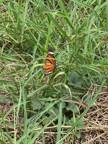 Common Tiger Butterfly
